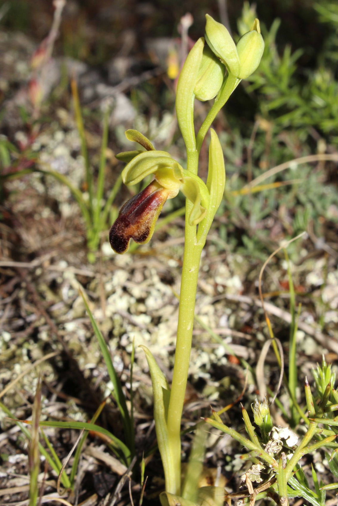 Ophrys fusca da determinare